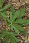 Sulphur cinquefoil